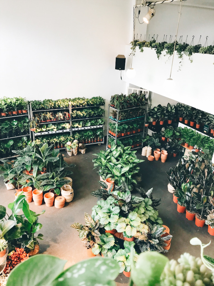 für Pflanzen in Berlin Popupstores.de